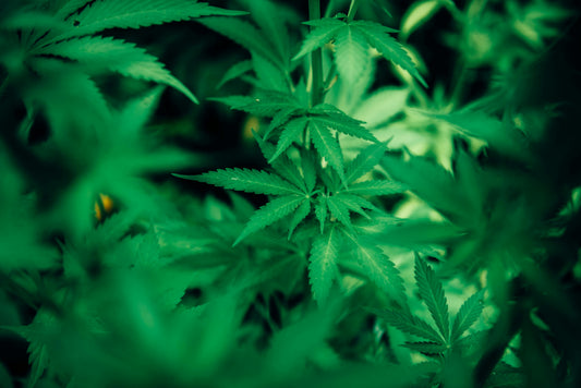 Hemp Protein